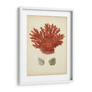 Coral Rojo Antiguo Iii - Vision Studio | Cuadro decorativo de Canvas Lab
