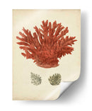 Coral Rojo Antiguo Iii - Vision Studio | Cuadro decorativo de Canvas Lab