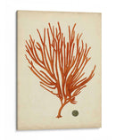 Antiguo Coral Rojo Iv - Vision Studio | Cuadro decorativo de Canvas Lab