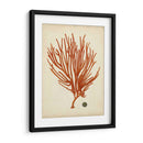 Antiguo Coral Rojo Iv - Vision Studio | Cuadro decorativo de Canvas Lab