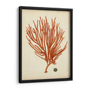 Antiguo Coral Rojo Iv - Vision Studio | Cuadro decorativo de Canvas Lab