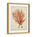 Antiguo Coral Rojo Iv - Vision Studio | Cuadro decorativo de Canvas Lab
