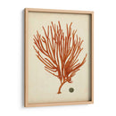 Antiguo Coral Rojo Iv - Vision Studio | Cuadro decorativo de Canvas Lab