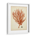 Antiguo Coral Rojo Iv - Vision Studio | Cuadro decorativo de Canvas Lab