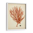 Antiguo Coral Rojo Iv - Vision Studio | Cuadro decorativo de Canvas Lab