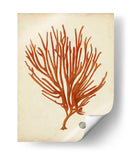 Antiguo Coral Rojo Iv - Vision Studio | Cuadro decorativo de Canvas Lab