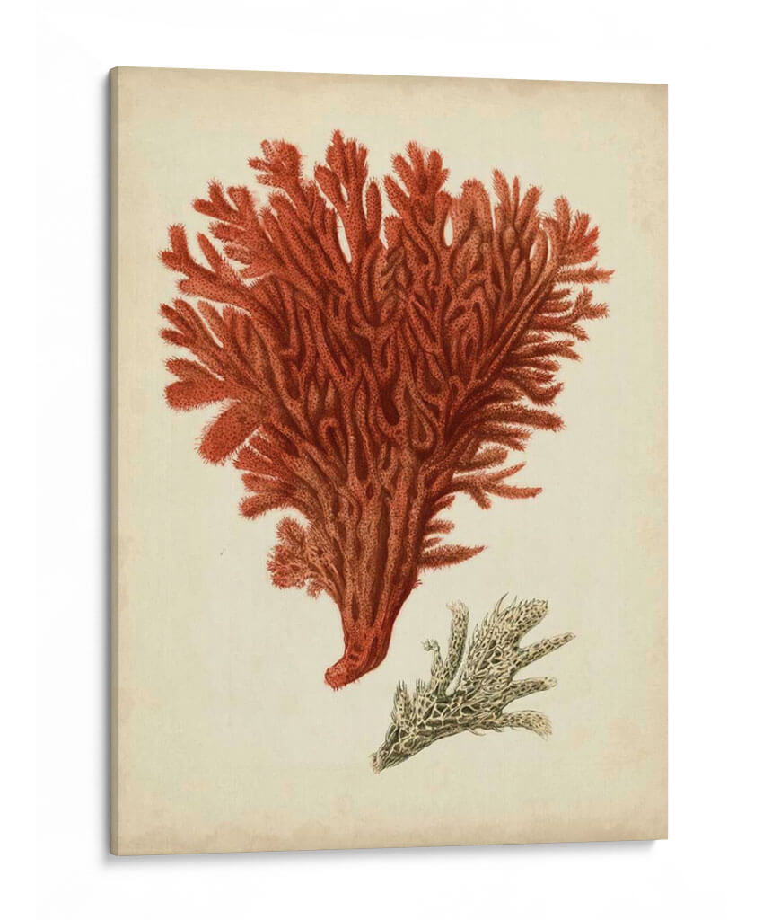 Antiguo Coral Rojo V - Vision Studio | Cuadro decorativo de Canvas Lab
