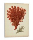 Antiguo Coral Rojo V - Vision Studio | Cuadro decorativo de Canvas Lab