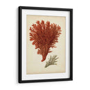 Antiguo Coral Rojo V - Vision Studio | Cuadro decorativo de Canvas Lab