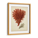 Antiguo Coral Rojo V - Vision Studio | Cuadro decorativo de Canvas Lab