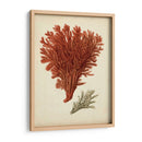 Antiguo Coral Rojo V - Vision Studio | Cuadro decorativo de Canvas Lab