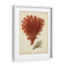 Antiguo Coral Rojo V - Vision Studio | Cuadro decorativo de Canvas Lab