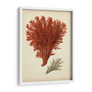 Antiguo Coral Rojo V - Vision Studio | Cuadro decorativo de Canvas Lab
