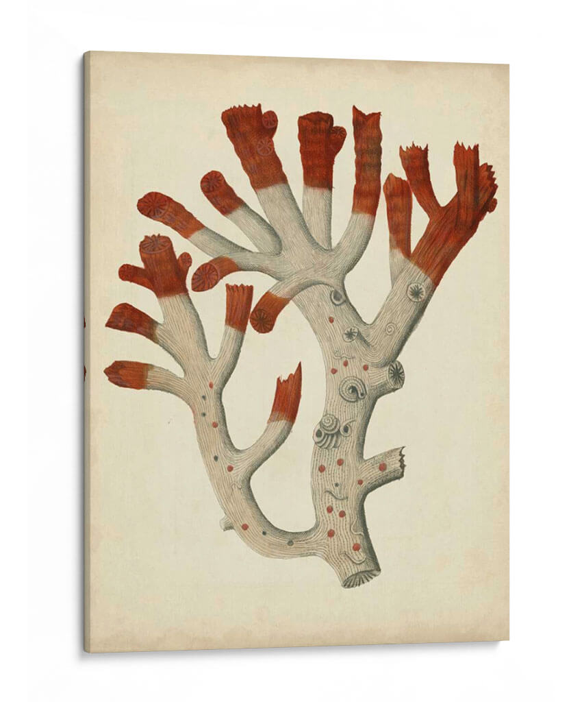 Antiguo Coral Rojo Vi - Vision Studio | Cuadro decorativo de Canvas Lab