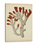 Antiguo Coral Rojo Vi - Vision Studio | Cuadro decorativo de Canvas Lab