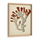 Antiguo Coral Rojo Vi - Vision Studio | Cuadro decorativo de Canvas Lab