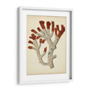 Antiguo Coral Rojo Vi - Vision Studio | Cuadro decorativo de Canvas Lab