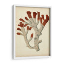 Antiguo Coral Rojo Vi - Vision Studio | Cuadro decorativo de Canvas Lab