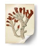 Antiguo Coral Rojo Vi - Vision Studio | Cuadro decorativo de Canvas Lab