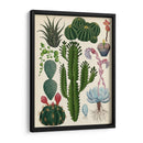 Variedades del cactus | Cuadro decorativo de Canvas Lab