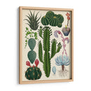 Variedades del cactus | Cuadro decorativo de Canvas Lab