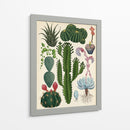 Variedades del cactus | Cuadro decorativo de Canvas Lab