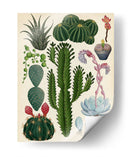 Variedades del cactus | Cuadro decorativo de Canvas Lab