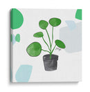 Planta del dinero china | Cuadro decorativo de Canvas Lab