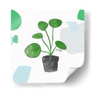 Planta del dinero china | Cuadro decorativo de Canvas Lab
