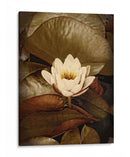 Lily Pad Solo - Rachel Perry | Cuadro decorativo de Canvas Lab