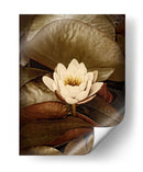 Lily Pad Solo - Rachel Perry | Cuadro decorativo de Canvas Lab