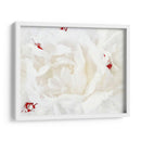 Lino Blanco Peonía I - Rachel Perry | Cuadro decorativo de Canvas Lab