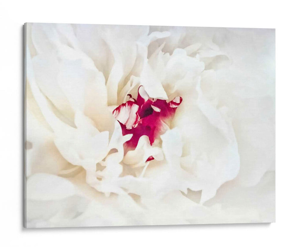 Lino Blanco Peony Ii - Rachel Perry | Cuadro decorativo de Canvas Lab