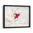 Lino Blanco Peony Ii - Rachel Perry | Cuadro decorativo de Canvas Lab