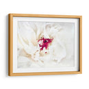 Lino Blanco Peony Ii - Rachel Perry | Cuadro decorativo de Canvas Lab