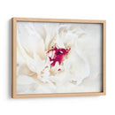 Lino Blanco Peony Ii - Rachel Perry | Cuadro decorativo de Canvas Lab