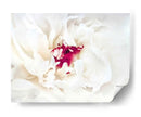 Lino Blanco Peony Ii - Rachel Perry | Cuadro decorativo de Canvas Lab