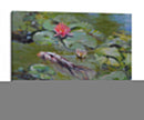 Koi Y Lirios Iii - Chuck Larivey | Cuadro decorativo de Canvas Lab