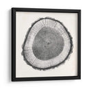 Anillo De Árbol Ii - Vision Studio | Cuadro decorativo de Canvas Lab