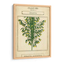 Botanía Linnea I - Vision Studio | Cuadro decorativo de Canvas Lab