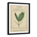 Linnaean Botany Iv - Vision Studio | Cuadro decorativo de Canvas Lab