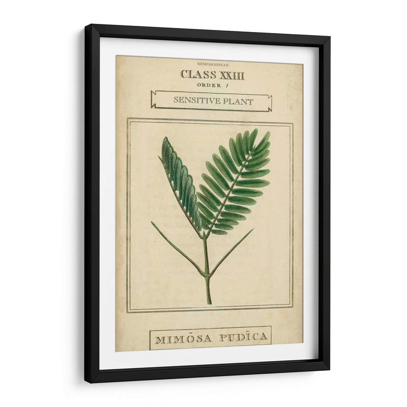 Linnaean Botany Iv - Vision Studio | Cuadro decorativo de Canvas Lab