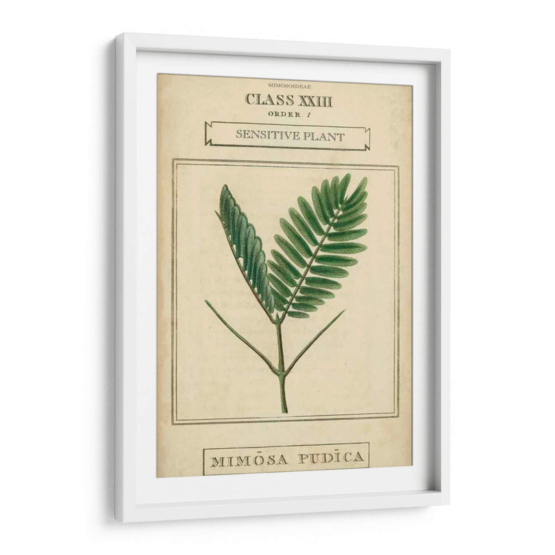 Linnaean Botany Iv - Vision Studio | Cuadro decorativo de Canvas Lab