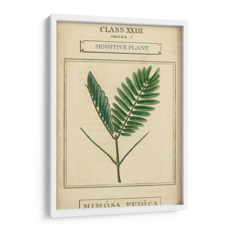 Linnaean Botany Iv - Vision Studio | Cuadro decorativo de Canvas Lab