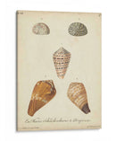 Conchas De Knorr Antiguo I - Knorr | Cuadro decorativo de Canvas Lab