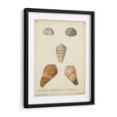 Conchas De Knorr Antiguo I - Knorr | Cuadro decorativo de Canvas Lab