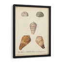 Conchas De Knorr Antiguo I - Knorr | Cuadro decorativo de Canvas Lab