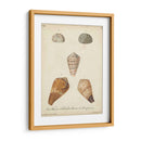 Conchas De Knorr Antiguo I - Knorr | Cuadro decorativo de Canvas Lab
