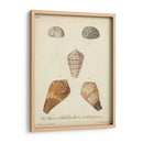 Conchas De Knorr Antiguo I - Knorr | Cuadro decorativo de Canvas Lab