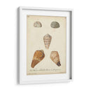 Conchas De Knorr Antiguo I - Knorr | Cuadro decorativo de Canvas Lab